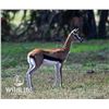 Image 1 : 0.2 Thomson's Gazelle Yearlings