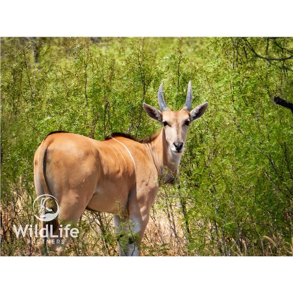 1.2 Eland Yearlings
