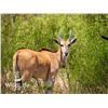 Image 1 : 1.2 Eland Yearlings