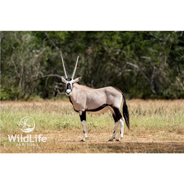 1.1 Gemsbok Yearlings