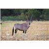 Image 2 : 1.1 Gemsbok Yearlings