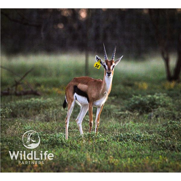 2.0 Thomson's Gazelle Yearlings