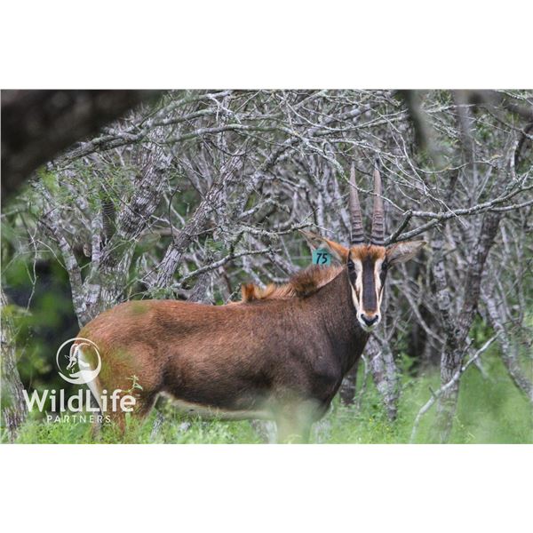 1.0 Sable Yearling Sired by Apollo