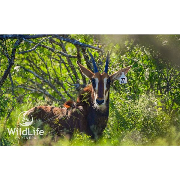 0.1 Sable Yearling Sired by Apollo