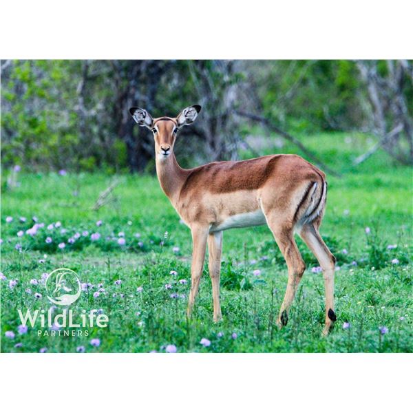 1.1 Impala Yearlings