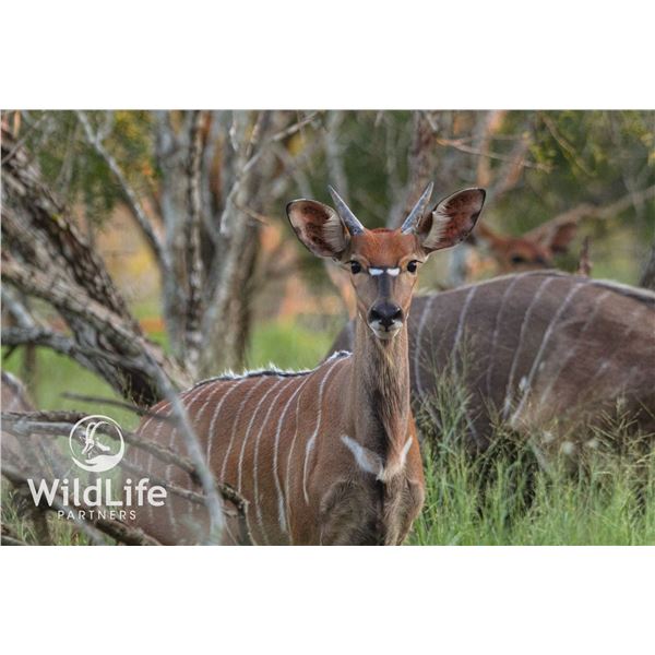 2.0 Nyala Yearlings