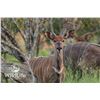 Image 1 : 2.0 Nyala Yearlings