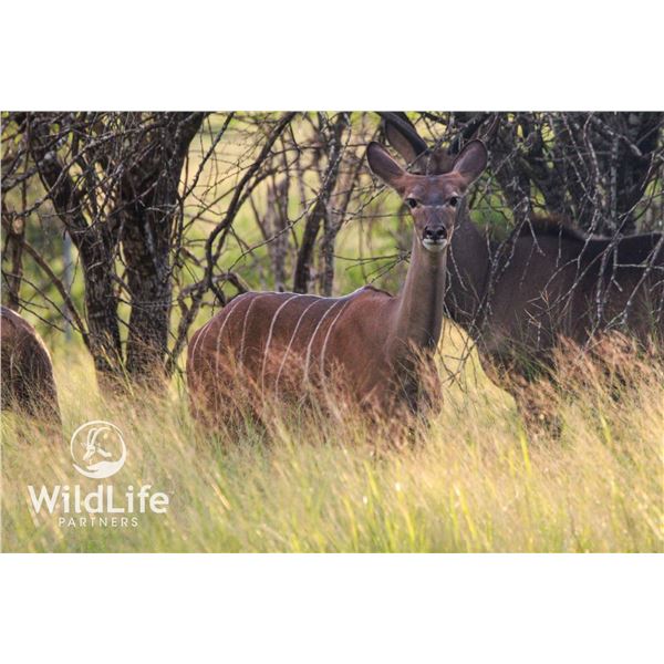 0.1 Kudu Yearling Sired by Vortex
