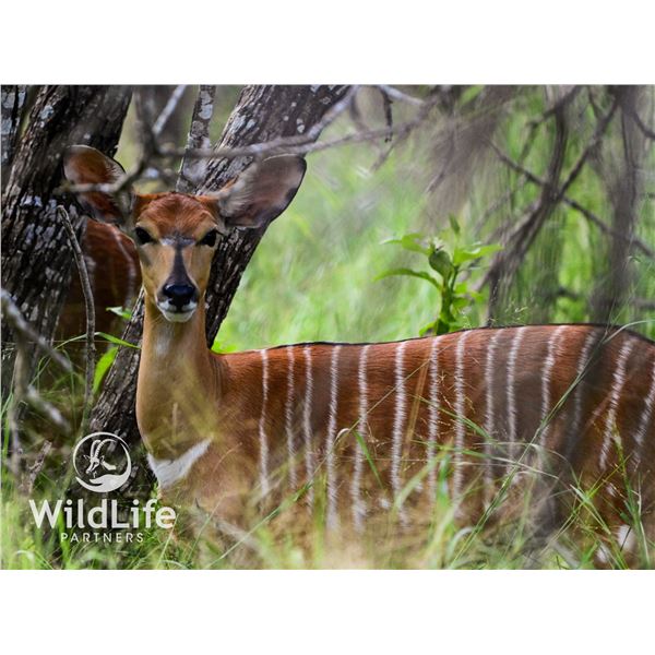 0.1 Nyala Yearling