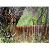 Image 1 : 0.1 Nyala Yearling