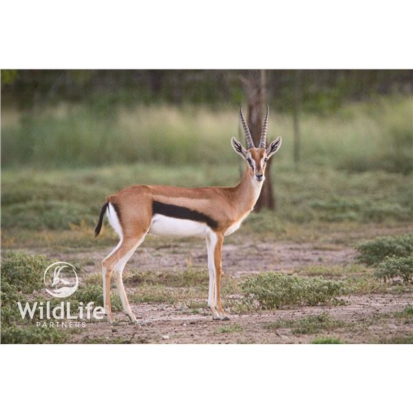 1.2 Thomson's Gazelle Yearlings