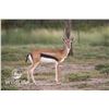 Image 1 : 1.2 Thomson's Gazelle Yearlings