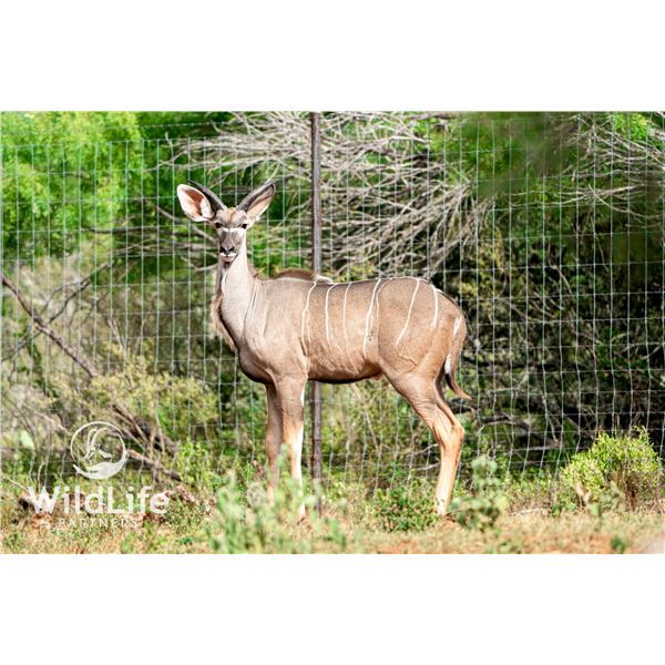 2.0 Kudu Yearlings
