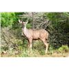 Image 1 : 2.0 Kudu Yearlings