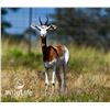 Image 1 : 0.1 Dama Gazelle 2 y/o Bred