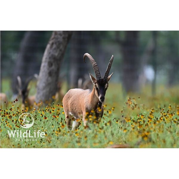 1.0 Kri-Kri Ibex 2-3 y/o