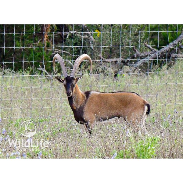 1.0 Kri-Kri Ibex 2-3 y/o