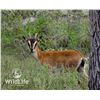 Image 1 : 0.2 Kri-Kri Ibex Yearlings