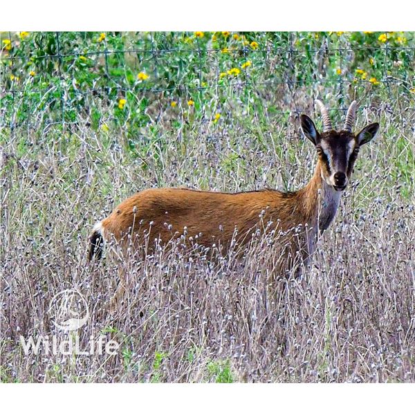 0.2 Kri-Kri Ibex Yearlings