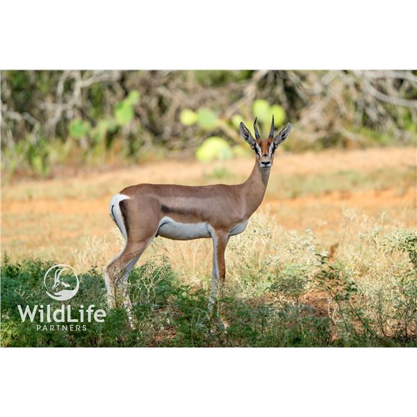 1.0 Grant's Gazelle Yearling