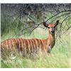 Image 1 : 0.1 Nyala Mature Bred