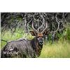 Image 2 : 0.1 Nyala Mature Bred