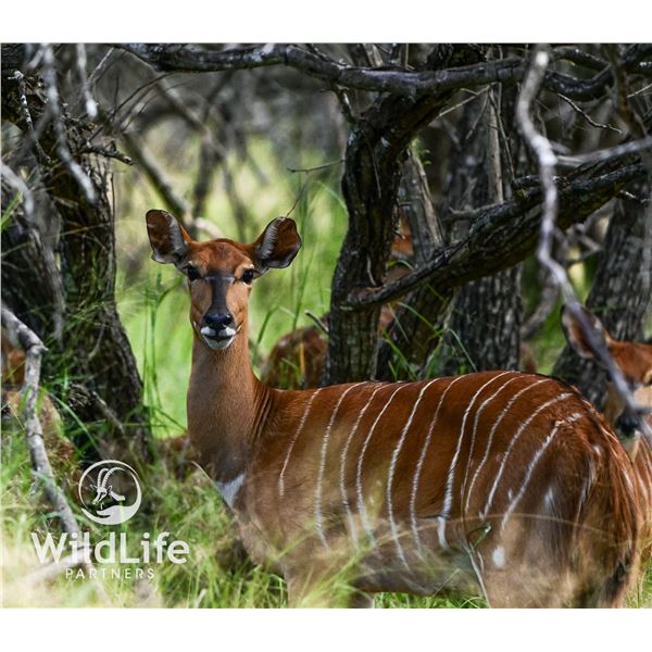 0.1 Nyala Mature Bred