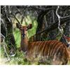 Image 1 : 0.1 Nyala Mature Bred