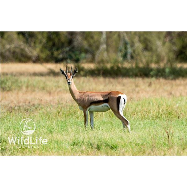 0.2 Grant's Gazelle Yearlings