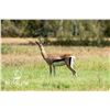 Image 1 : 0.2 Grant's Gazelle Yearlings