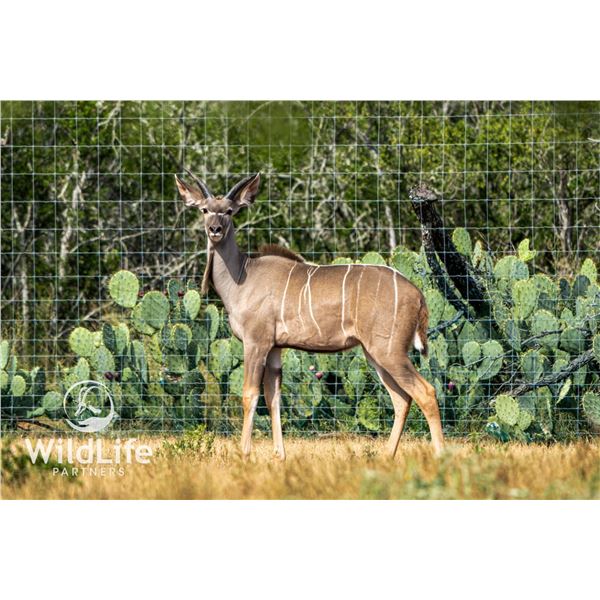 2.0 Kudu Yearlings