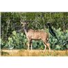 Image 1 : 2.0 Kudu Yearlings