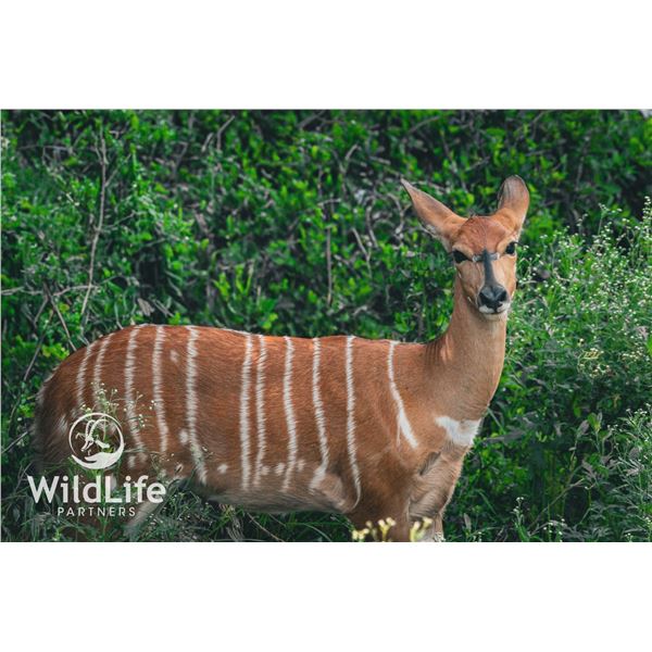 0.1 Nyala Yearling