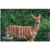 Image 1 : 0.1 Nyala Yearling