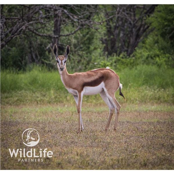 0.1 Springbok Yearling