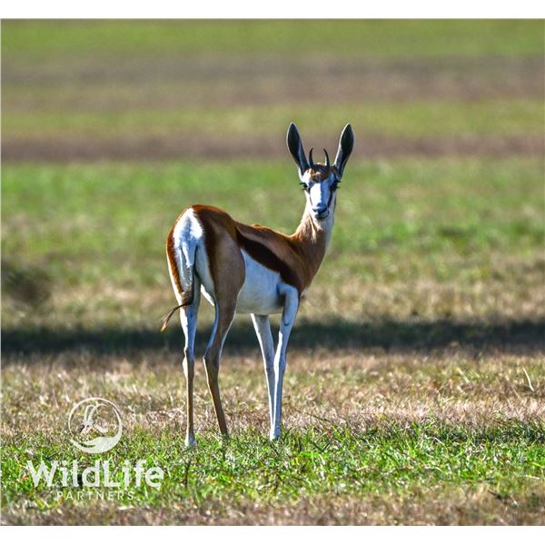 0.1 Springbok Yearling