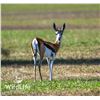 Image 1 : 0.1 Springbok Yearling