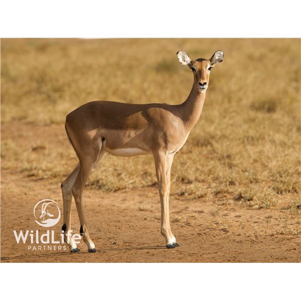 0.2 Impala 2 y/os Bred