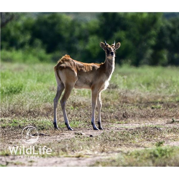 2.0 Nile Lechwe Yearlings