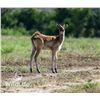 Image 1 : 2.0 Nile Lechwe Yearlings