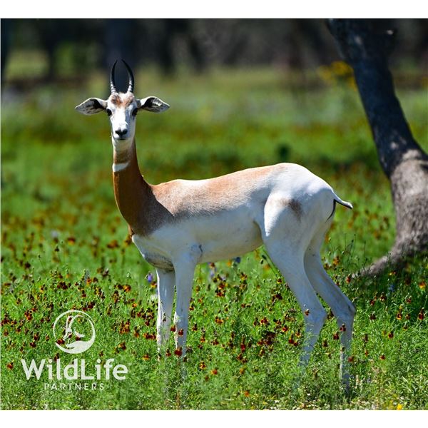 0.1 Dama Gazelle Yearling