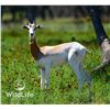 Image 1 : 0.1 Dama Gazelle Yearling
