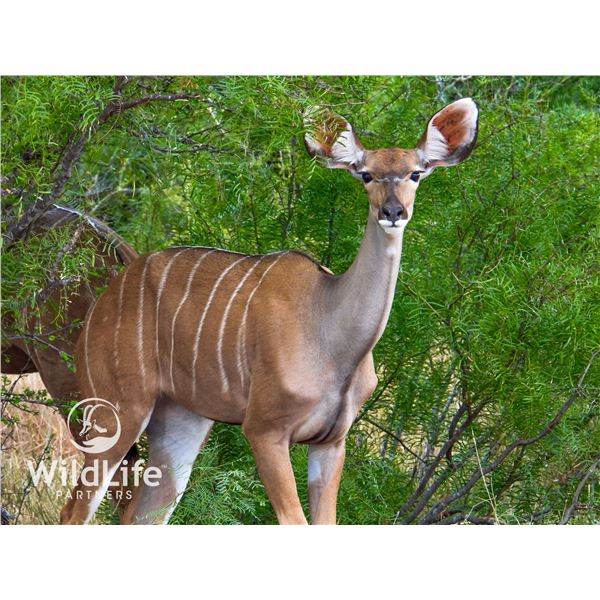 0.1 Kudu Yearling