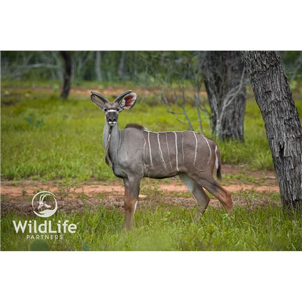 2.0 Kudu Yearlings