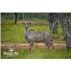 Image 1 : 2.0 Kudu Yearlings