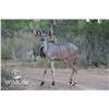 Image 2 : 2.0 Kudu Yearlings