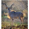 Image 3 : 2.0 Kudu Yearlings