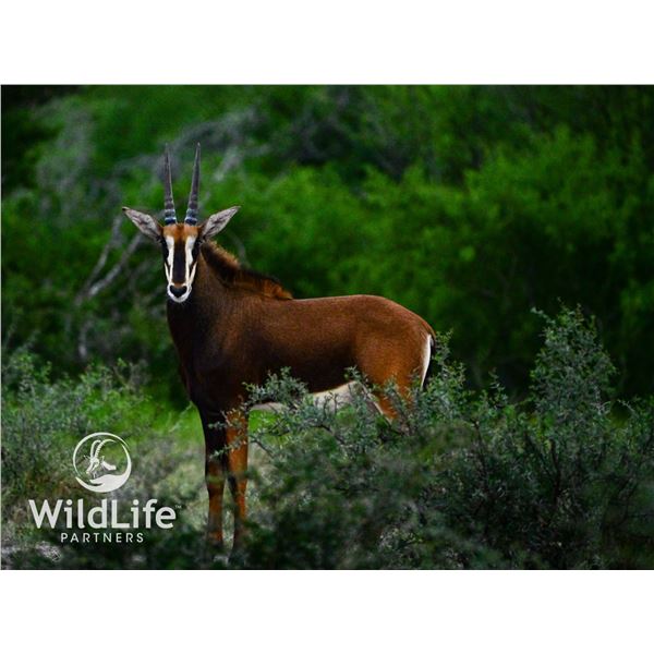 1.0 Sable Yearling Sired by Vader