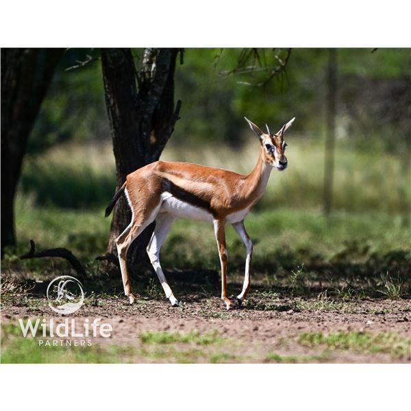 0.2 Thomson's Gazelle Yearlings