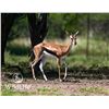 Image 1 : 0.2 Thomson's Gazelle Yearlings